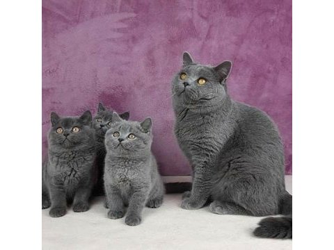 British shorthair yavruları