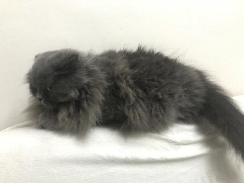 Scottish fold longhair sahiplendirme ilanı