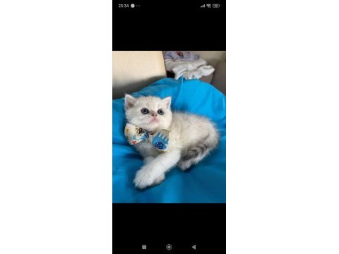 British shorthair silver erkek yavrumuza yuva uyguna