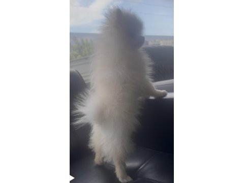 0 numara 5 aylık dişi pomeranian