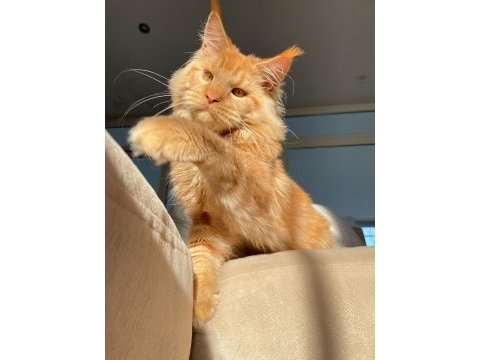 Show class xl mainecoon red erkek