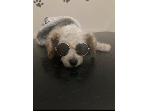 Minnak aşı tam maltipoo
