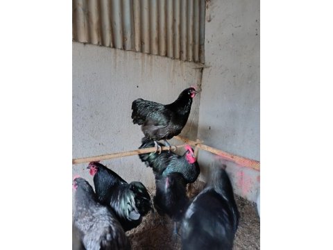 Black australop kuluçkalık yumurta & civciv