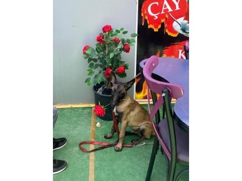 Belçika kurdu malinois köpeği