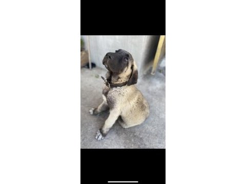 Saf kan şecereli yavru kangallar