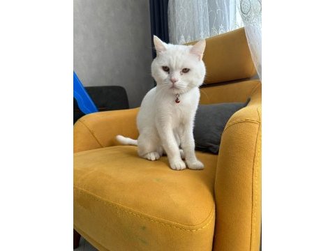 British shorthair 1 yaşında (sahipendirilecektir)