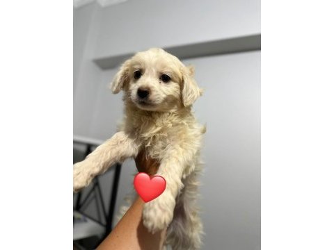 Maltipoo yavrum 55 günlük