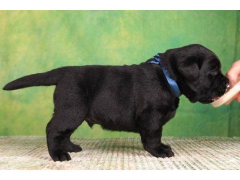 Kapınıza teslim labrador retriever yavrular