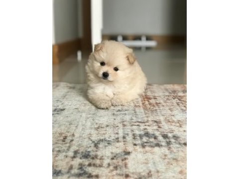 Yeni pomeranian yavrularımız, yeni yuvalarımız