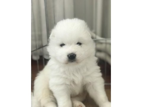 Şampiyon samoyed yavruları