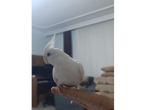 Albino sultan papağanı