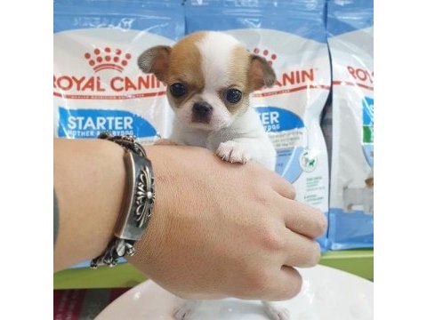 Dünya tatlısı chihuahua yavruları