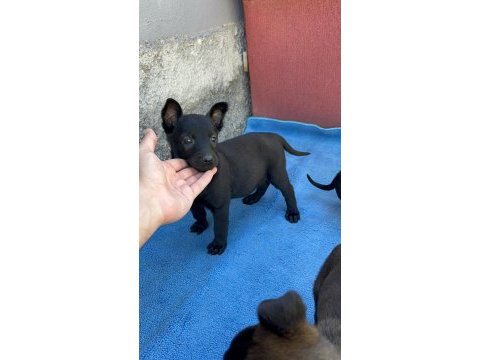 Safkan malinois yavruları
