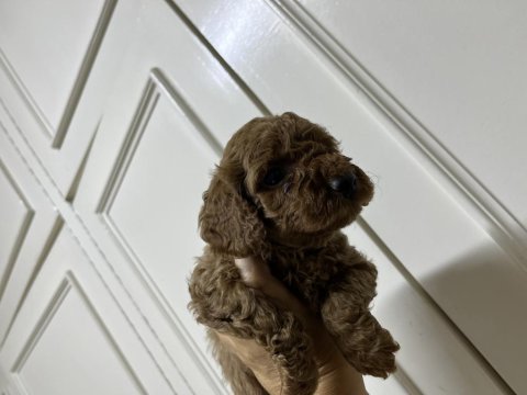 Sevecen tatlı poodle bebişler