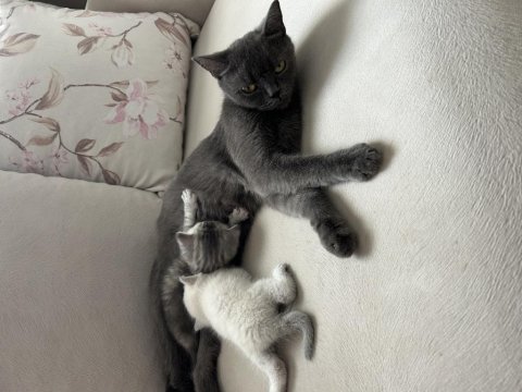 British ve scottish kedi yavruları