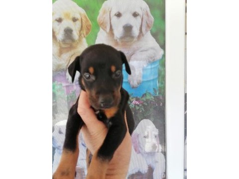 2.5 aylık herşeyi hazır doberman