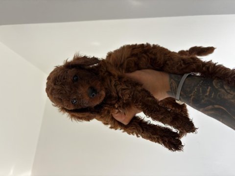 Kore kan red brown poodle