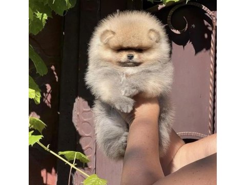 Yavru köpeğimiz pomeranian boo