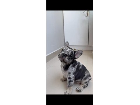 Tüm exotıc renkleri taşıyan exotıc fransız bulldoglar