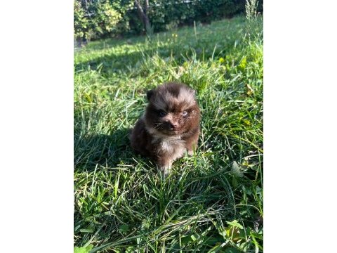 Antalya pomeranian boo köpekler