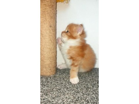 Dernek kayıtlı full şecereli aşıları tamam safkan maine coon