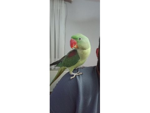 Alexander papağanı 11 aylık