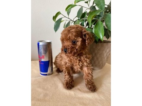 Aileden ufak boyutlu toy poodle uyguna