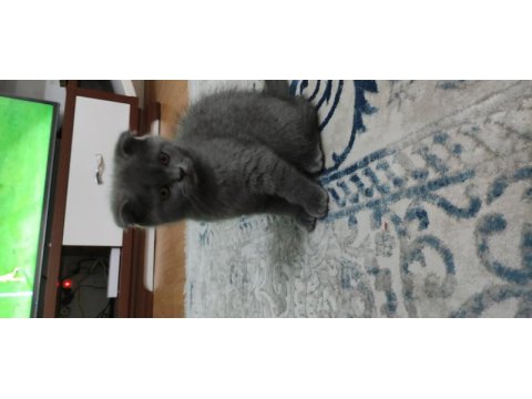 British shorthair