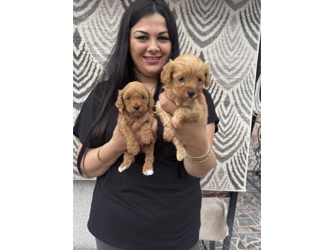 Ufacık maltipoo yavrularım