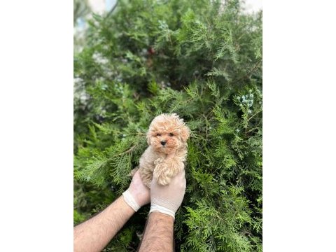 Toy poodle ev bebekleri