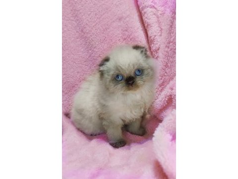 Panda scottish fold bebekler