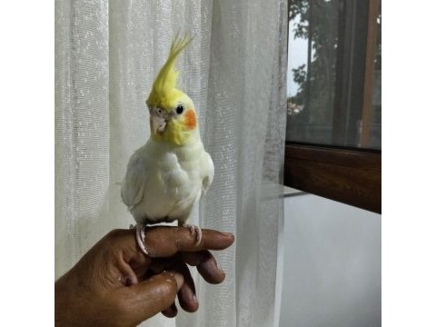 5 aylık erkek sultan papağanı