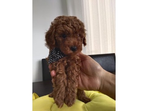 Orjinal toy poodle yavruları