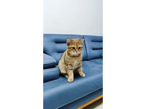 7 aylık yavru british shorthair kedimiz