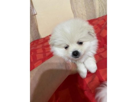 2 dişi pomeranian spitz - show line gülen yüz hatlı