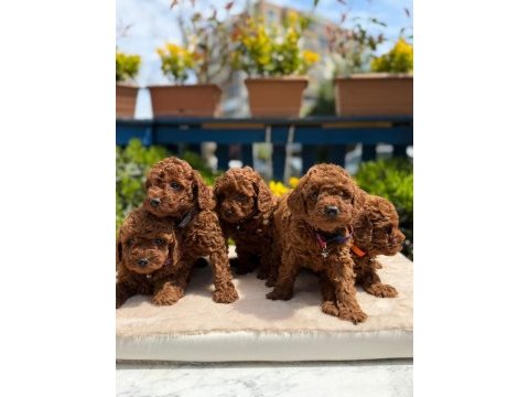 Orijinal toy poodle yavrular kocaeli