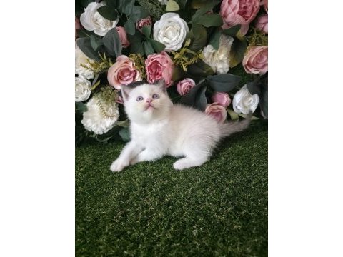 Scottish fold ve british yavrularımız