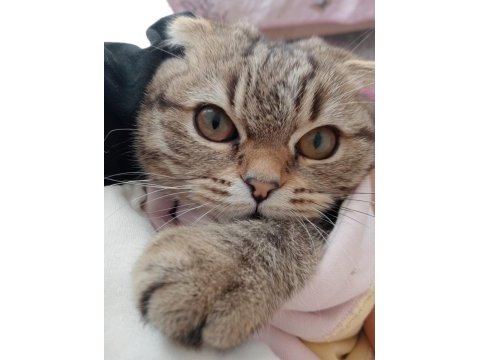 5 aylık scottish fold