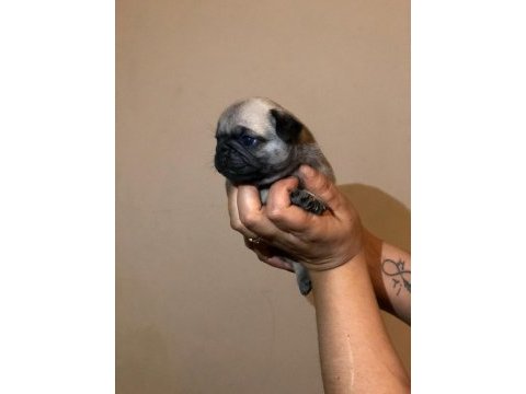 Pug mops yavrularım sağlık ve ırk garantili