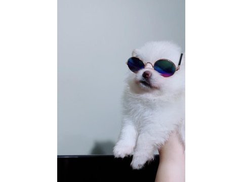 Pomeranian dişi prensesim
