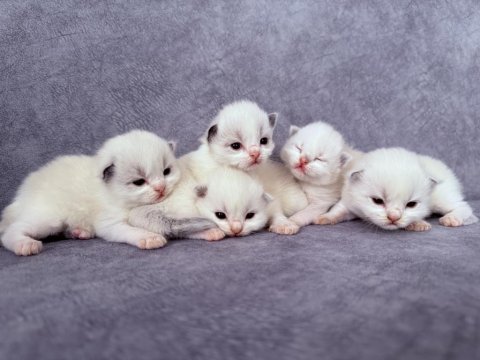 Ragdoll yavru kedilerimiz