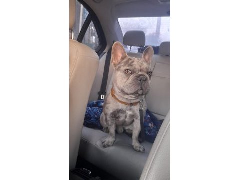 Blue merle 2 yaşında erkek french bulldog