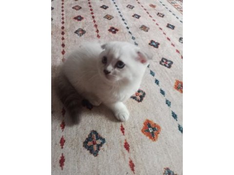 Scottish fold ömürlük yuvasını arıyor