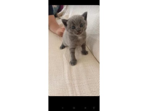 Aşırı uyguna vereceğim son yavru kedim
