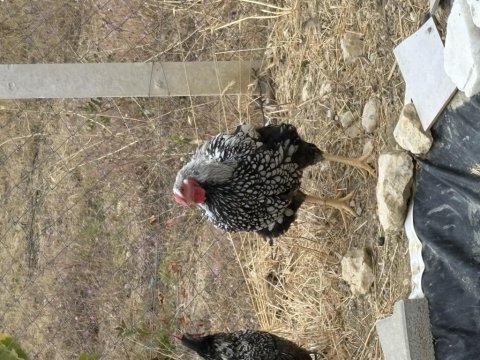 Wyandotte silver horoz