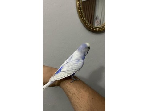 Konuşan ele kola gelen insan canlısı muhabbet kuşu