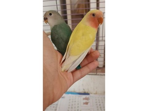 1,5 aylık sevda papağanı