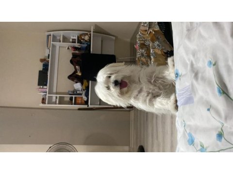 5 aylık 0 numara maltese terrier
