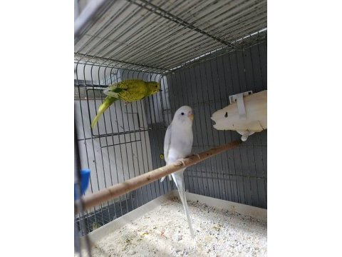 Yavrulu yumurtalı yeni eşleme muhabbet kuşları