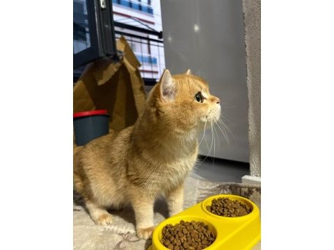 Ücretsiz sahiplendirme british shorthair